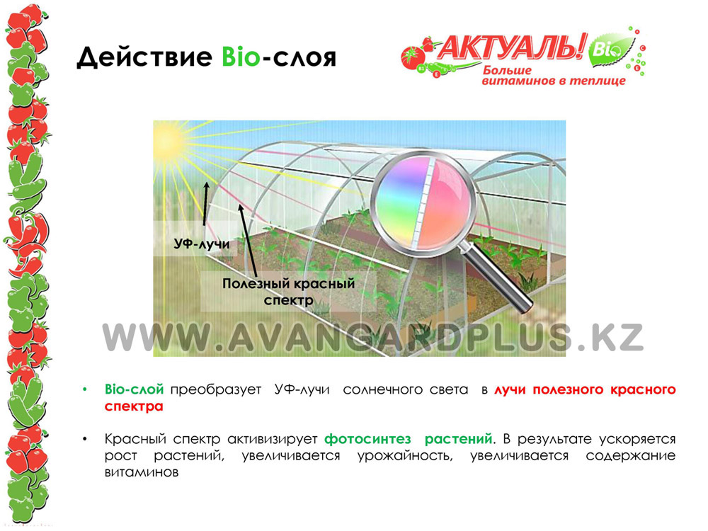 теплицы из поликарбоната защищены от ультрофиолета